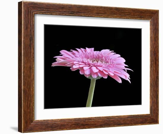 Gerber Angle III-Jim Christensen-Framed Premium Photographic Print