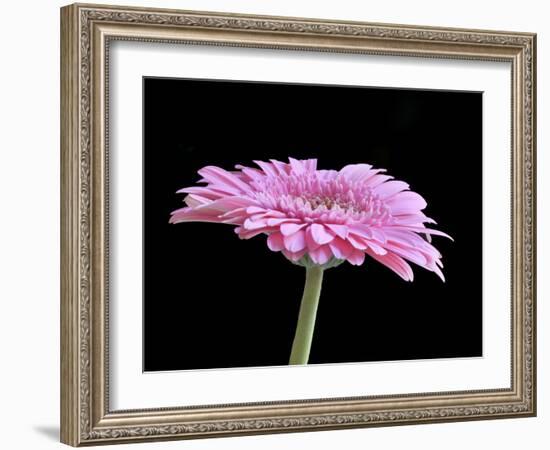 Gerber Angle III-Jim Christensen-Framed Photographic Print