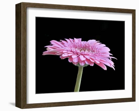 Gerber Angle III-Jim Christensen-Framed Photographic Print