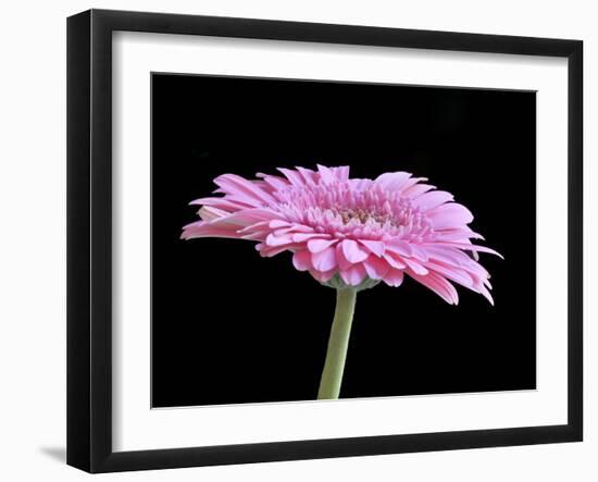 Gerber Angle III-Jim Christensen-Framed Photographic Print