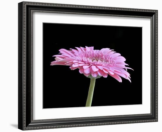 Gerber Angle III-Jim Christensen-Framed Photographic Print