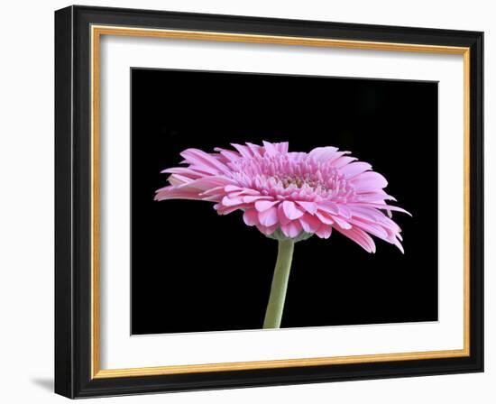 Gerber Angle III-Jim Christensen-Framed Photographic Print