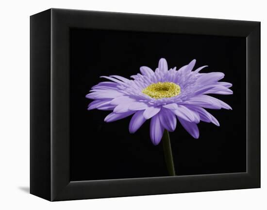 Gerber Angle IV-Jim Christensen-Framed Premier Image Canvas