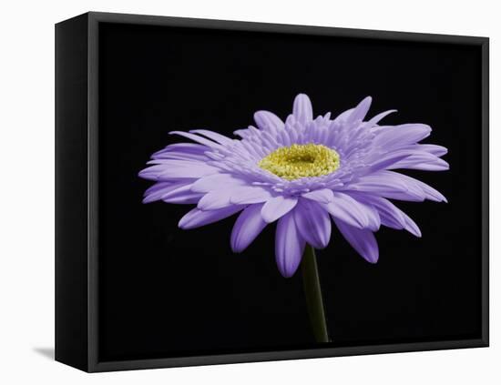 Gerber Angle IV-Jim Christensen-Framed Premier Image Canvas