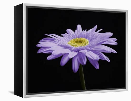 Gerber Angle IV-Jim Christensen-Framed Premier Image Canvas