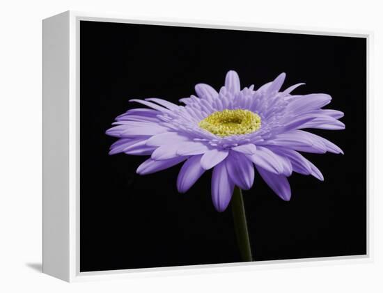 Gerber Angle IV-Jim Christensen-Framed Premier Image Canvas