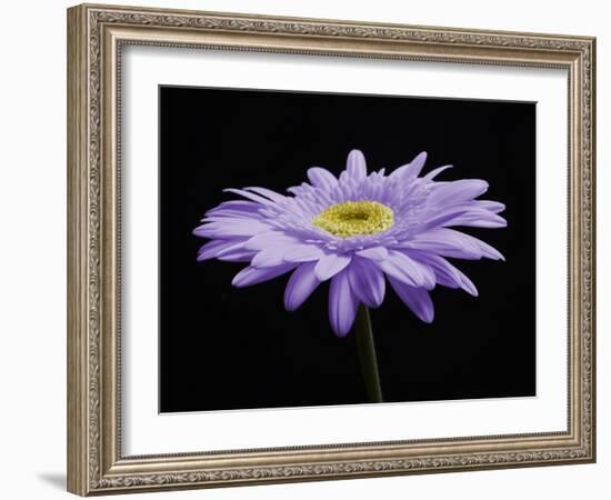 Gerber Angle IV-Jim Christensen-Framed Photographic Print