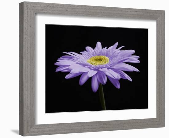 Gerber Angle IV-Jim Christensen-Framed Photographic Print