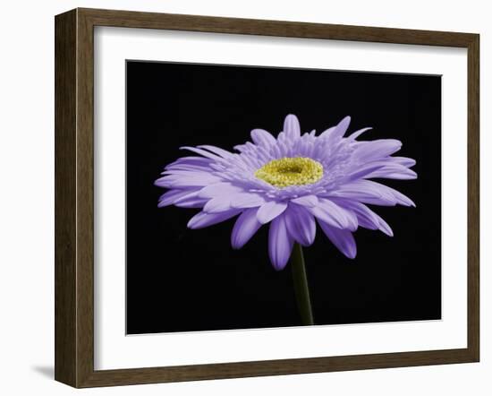 Gerber Angle IV-Jim Christensen-Framed Photographic Print