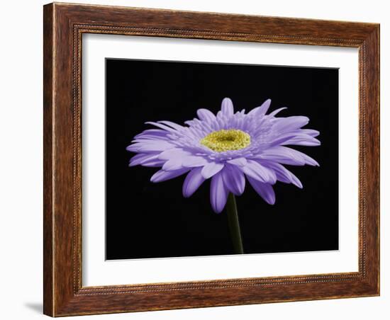 Gerber Angle IV-Jim Christensen-Framed Photographic Print