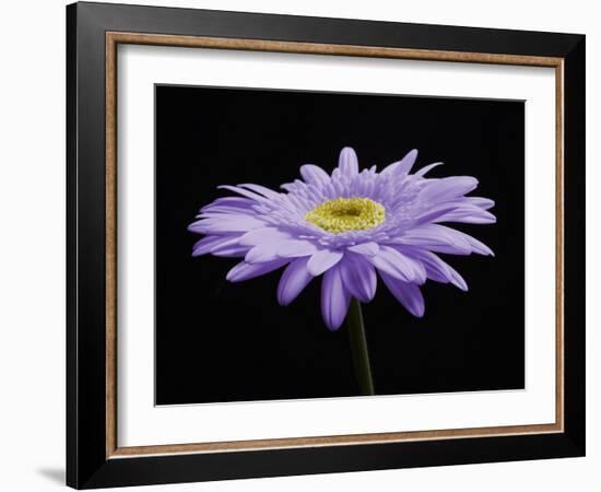 Gerber Angle IV-Jim Christensen-Framed Photographic Print