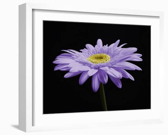 Gerber Angle IV-Jim Christensen-Framed Photographic Print