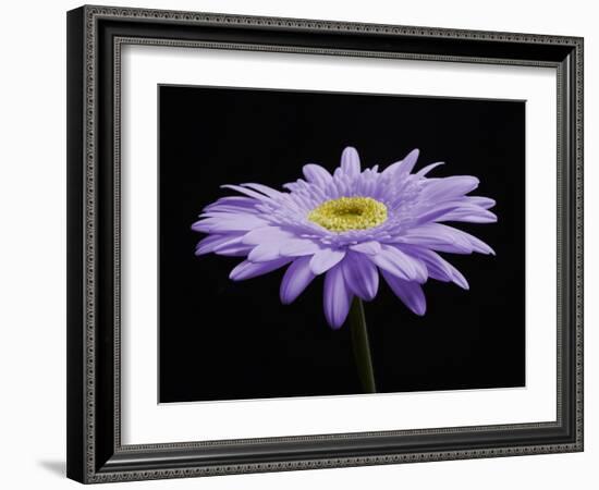 Gerber Angle IV-Jim Christensen-Framed Photographic Print