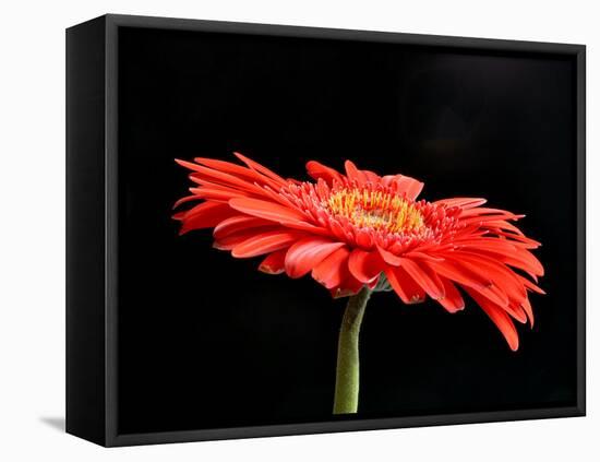 Gerber Angle V-Jim Christensen-Framed Premier Image Canvas