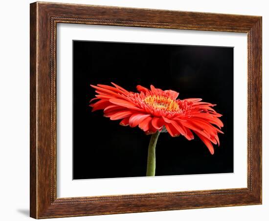 Gerber Angle V-Jim Christensen-Framed Photographic Print