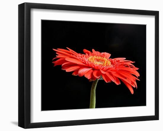 Gerber Angle V-Jim Christensen-Framed Photographic Print