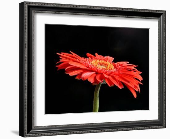 Gerber Angle V-Jim Christensen-Framed Photographic Print