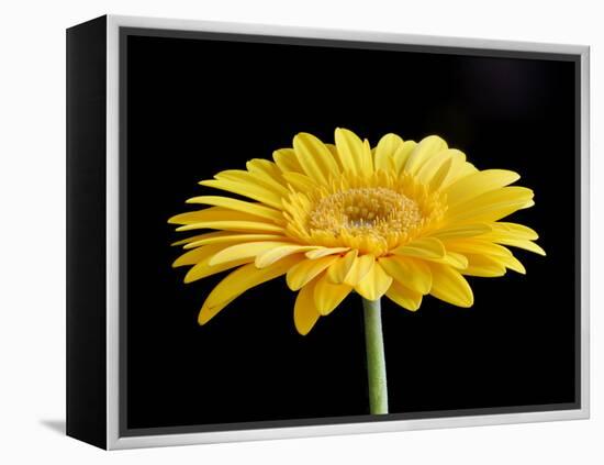 Gerber Angle VI-Jim Christensen-Framed Premier Image Canvas