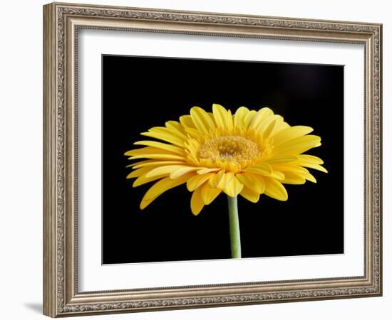 Gerber Angle VI-Jim Christensen-Framed Photographic Print