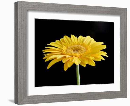 Gerber Angle VI-Jim Christensen-Framed Photographic Print