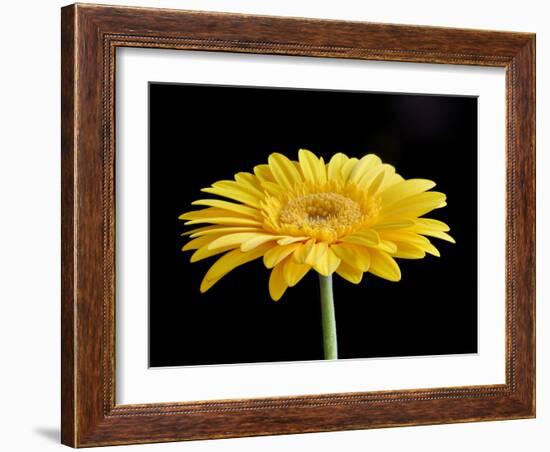 Gerber Angle VI-Jim Christensen-Framed Photographic Print