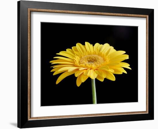 Gerber Angle VI-Jim Christensen-Framed Photographic Print