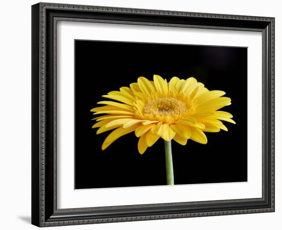 Gerber Angle VI-Jim Christensen-Framed Photographic Print