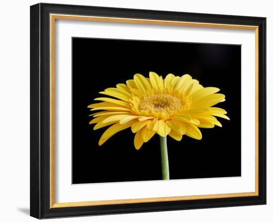 Gerber Angle VI-Jim Christensen-Framed Photographic Print