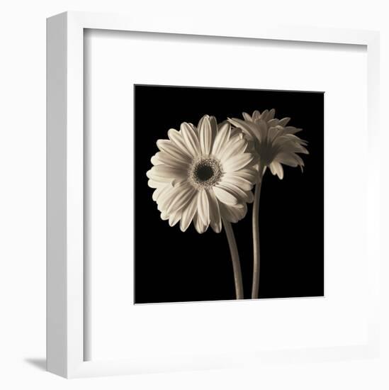 Gerber Daisies 1-Michael Harrison-Framed Art Print