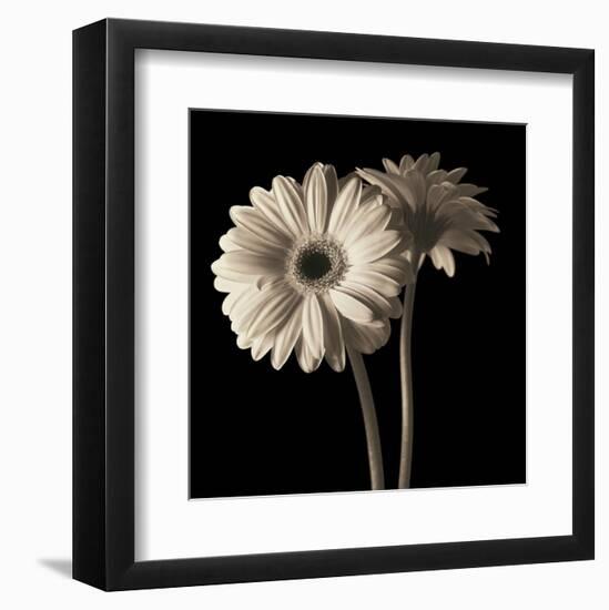 Gerber Daisies 1-Michael Harrison-Framed Art Print