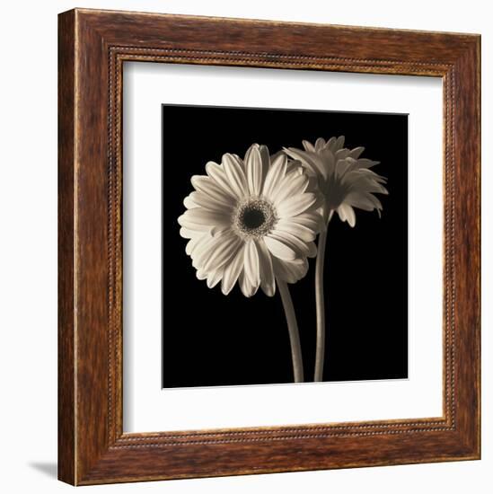 Gerber Daisies 1-Michael Harrison-Framed Art Print