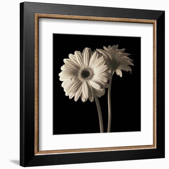 Gerber Daisies 1-Michael Harrison-Framed Art Print