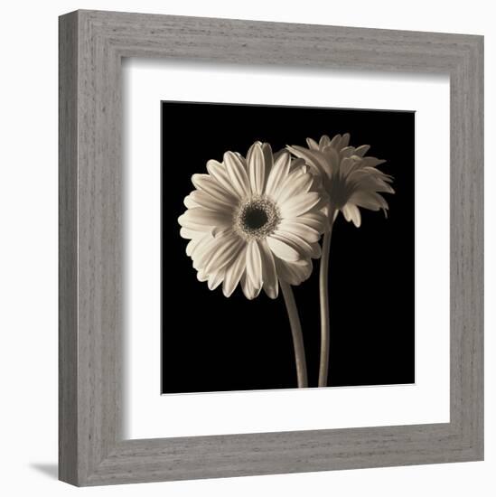 Gerber Daisies 1-Michael Harrison-Framed Art Print