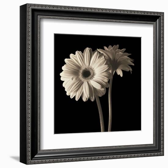 Gerber Daisies 1-Michael Harrison-Framed Art Print