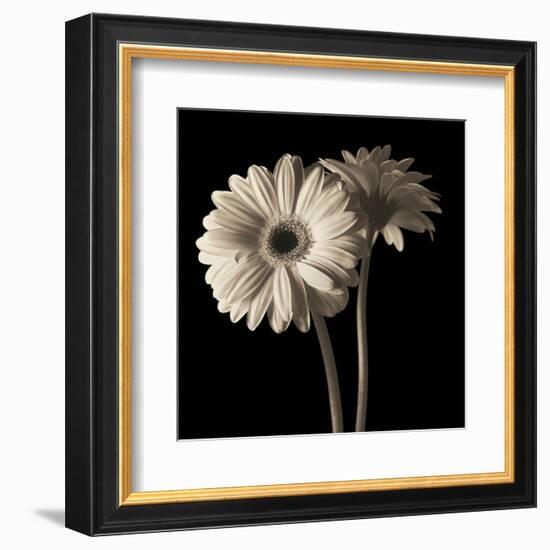 Gerber Daisies 1-Michael Harrison-Framed Art Print