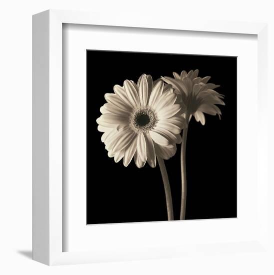 Gerber Daisies 1-Michael Harrison-Framed Art Print