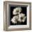 Gerber Daisies 2-Michael Harrison-Framed Art Print