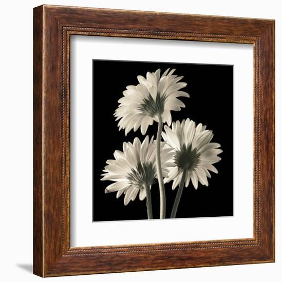 Gerber Daisies 2-Michael Harrison-Framed Art Print