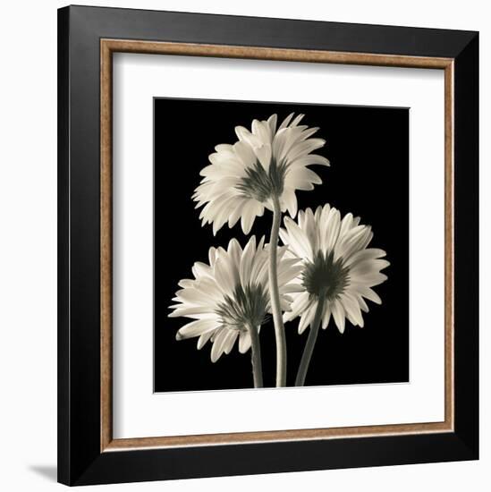 Gerber Daisies 2-Michael Harrison-Framed Art Print