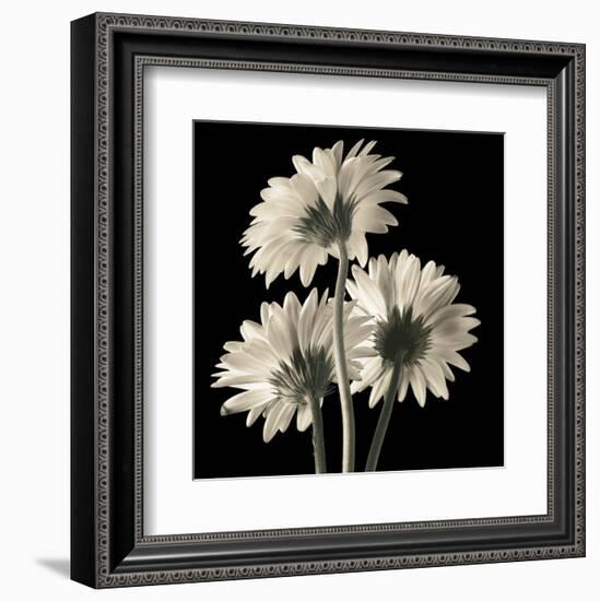 Gerber Daisies 2-Michael Harrison-Framed Art Print