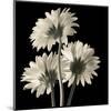 Gerber Daisies 2-Michael Harrison-Mounted Art Print