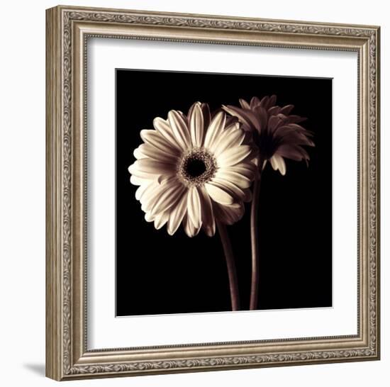 Gerber Daisies I-Michael Harrison-Framed Art Print