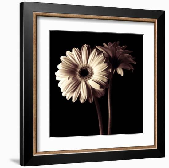 Gerber Daisies I-Michael Harrison-Framed Art Print