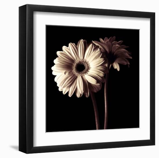 Gerber Daisies I-Michael Harrison-Framed Art Print