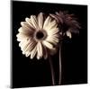 Gerber Daisies I-Michael Harrison-Mounted Art Print