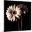 Gerber Daisies I-Michael Harrison-Mounted Art Print