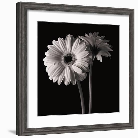 Gerber Daisies I-Michael Harrison-Framed Giclee Print