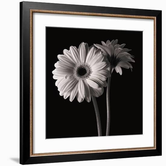 Gerber Daisies I-Michael Harrison-Framed Giclee Print