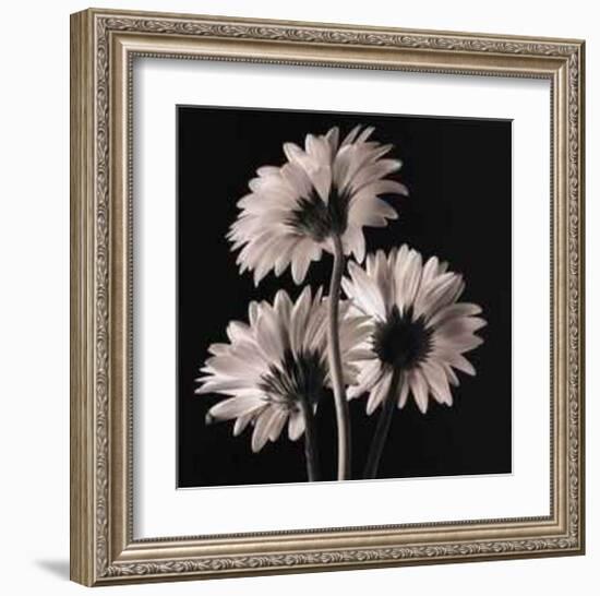 Gerber Daisies II-Michael Harrison-Framed Art Print