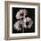 Gerber Daisies II-Michael Harrison-Framed Art Print